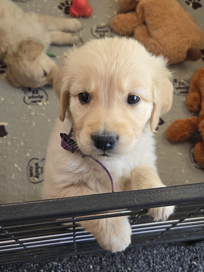 PURPLE COLLAR BEST PURPLE COLLAR BEST