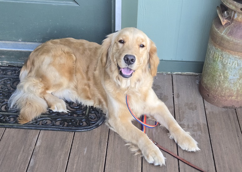 SASSY PHOTO BEST Gold Pond, No Sass'n Allowed (Sassy) - CHIC # 203063