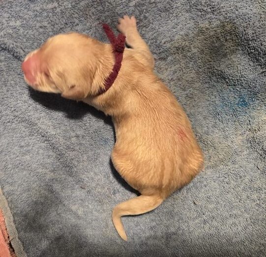 SASSY BURGANDY MALE BEST