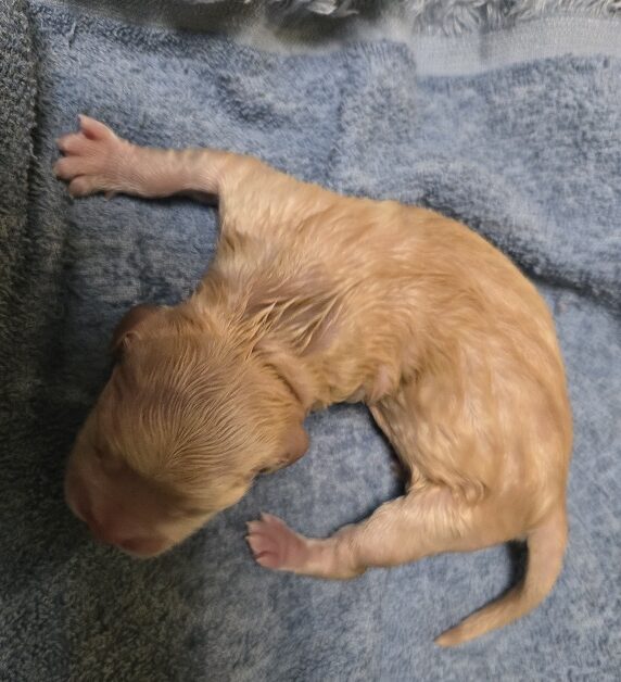 SASSY HUNTER BOY BEST