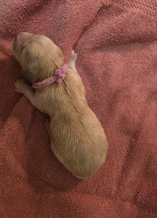 SASSY PINK GIRL BEST