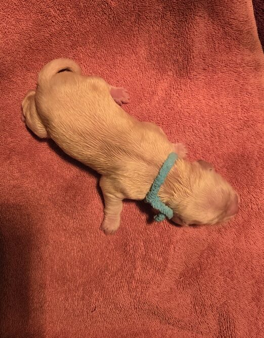 SASSY TEAL GIRL BEST