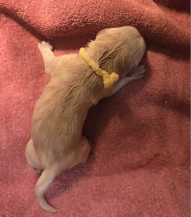 SASSY YELLOW GIRL BEST