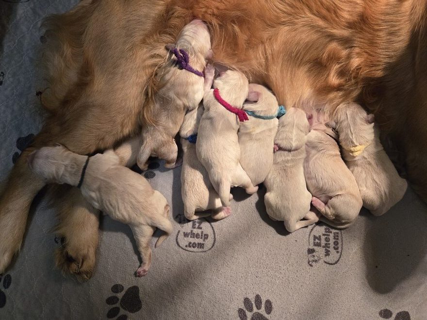 SASSYS GROUP OF 8 BEST