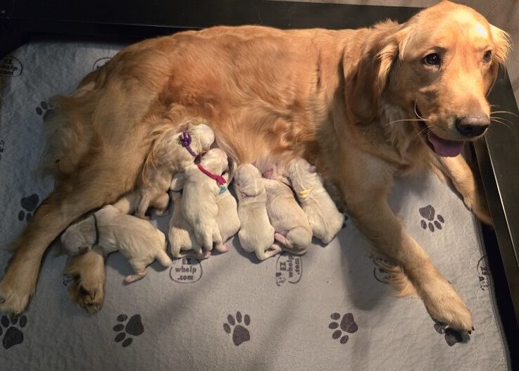 SASSYS GROUP OF 8 GOOD