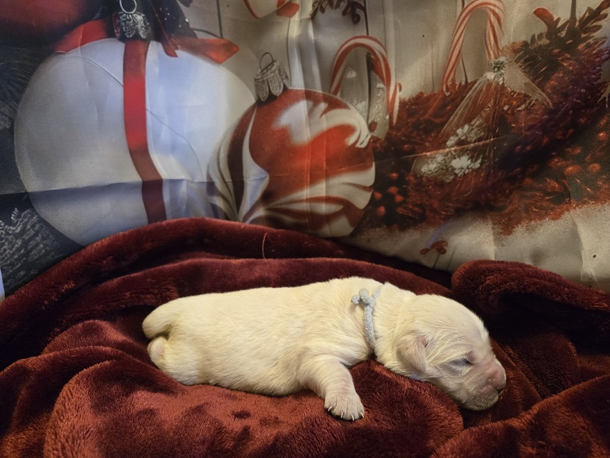 RUFFLES 1 WEEK PICS BABY BLUE BEST