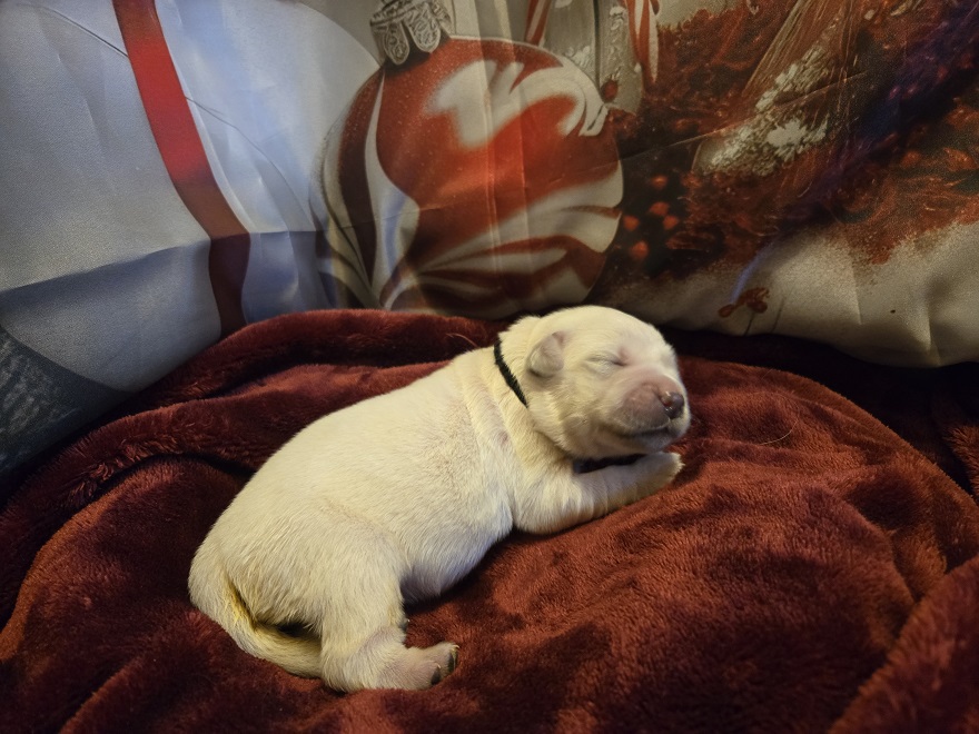 RUFFLES 1 WEEK PICS BLACK BEST