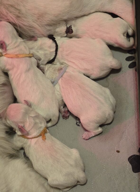 RUFFLES 1 WEEK PICS GROUP BEST 1 DAY