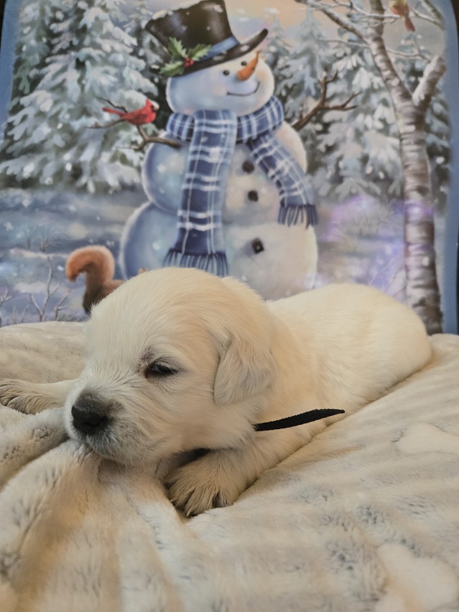 RUFFLES 2.5 WEEK PUPS BLACK BEST