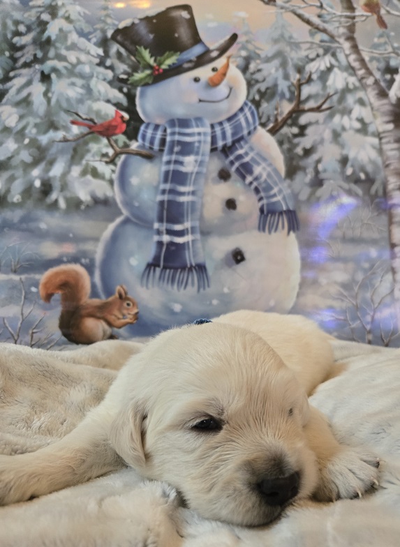 RUFFLES 2.5 WEEK PUPS LT BLUE) BEST