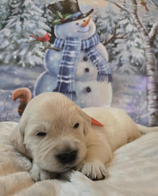 RUFFLES 2.5 WEEK PUPS ORANGE BEST