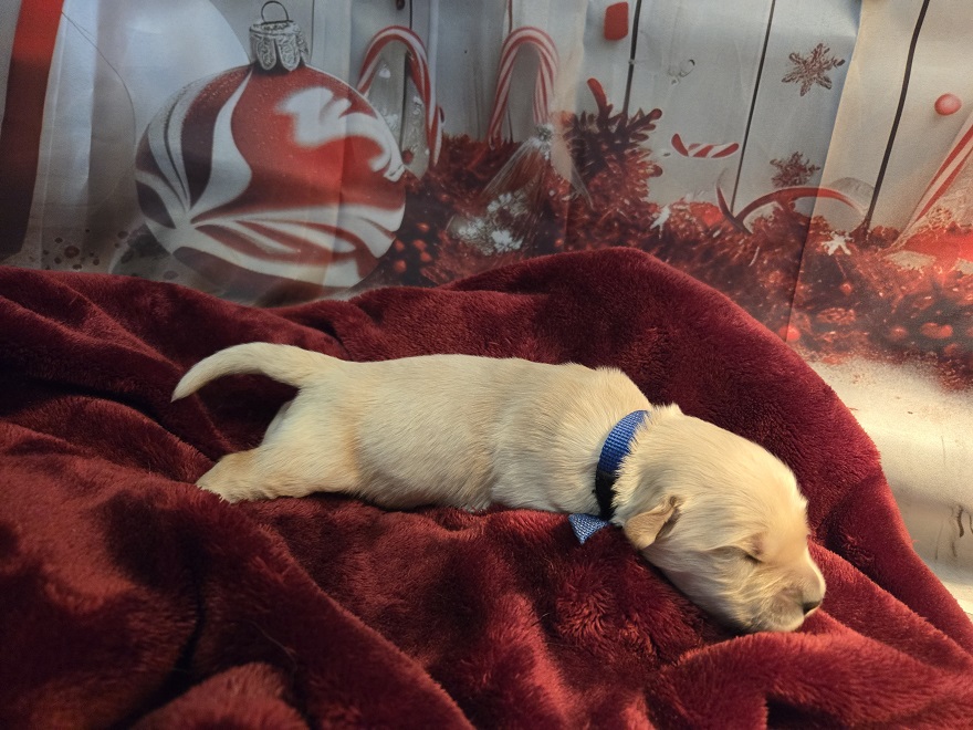 SASSY 1 WEEK BLUE BEST