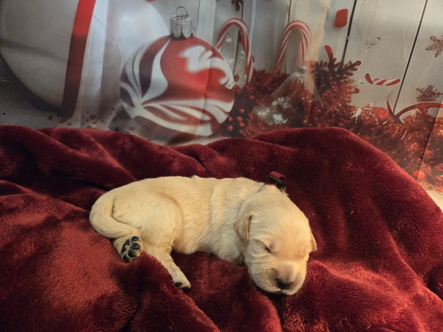 SASSY 1 WEEK BURGANDY BEST