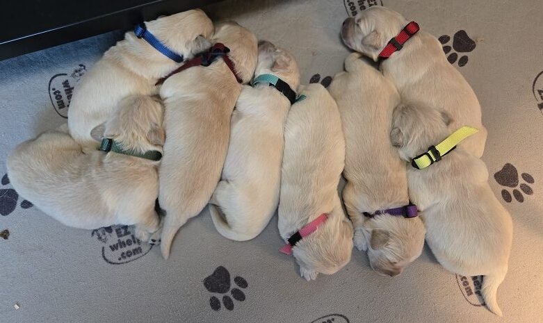 SASSY 1 WEEK GROUP BEST