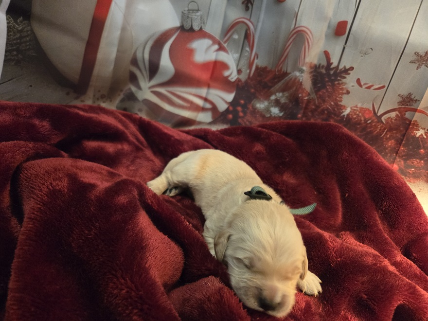 SASSY 1 WEEK HUNTER BEST