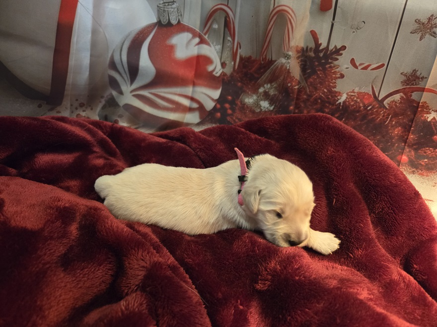 SASSY 1 WEEK PINK BEST