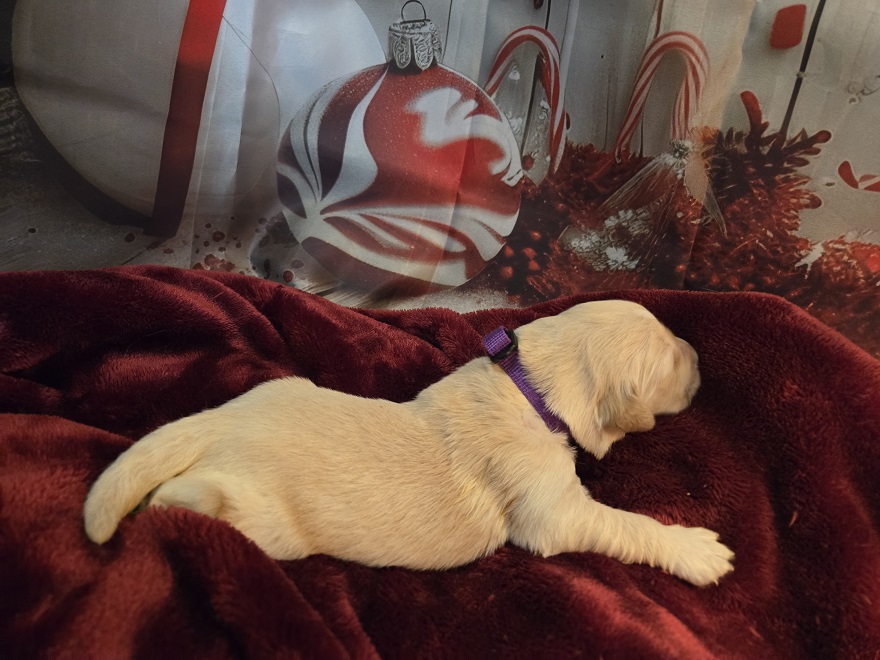 SASSY 1 WEEK PURPLE BEST