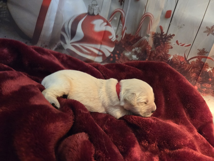 SASSY 1 WEEK RED BEST