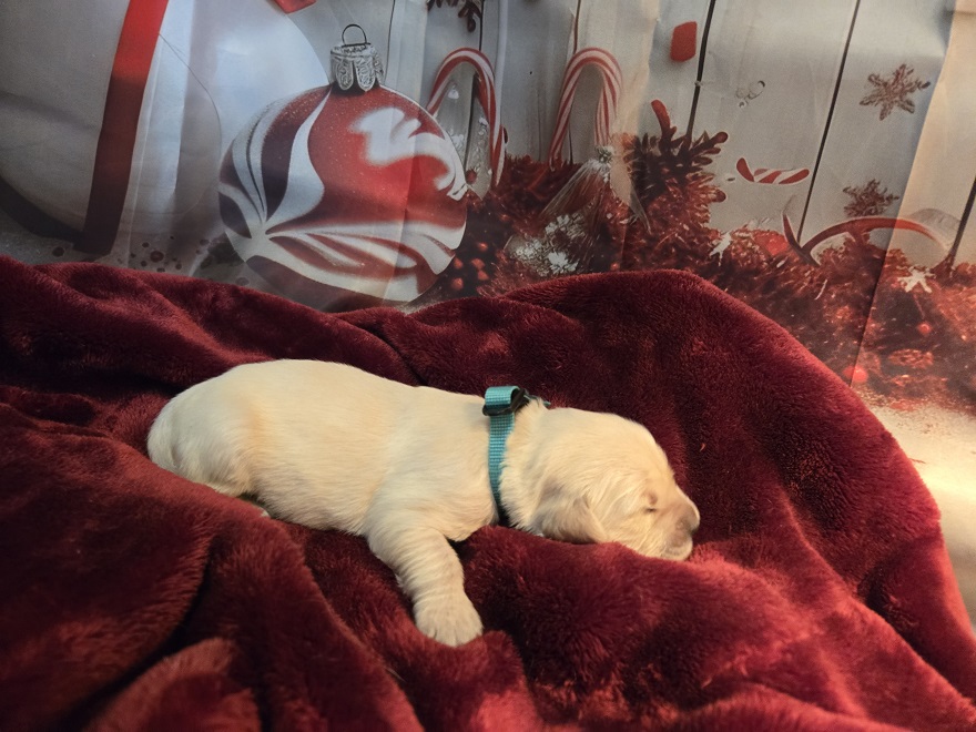 SASSY 1 WEEK TEAL BEST