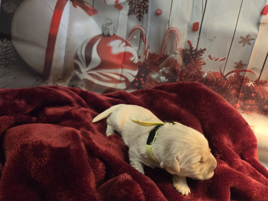 SASSY 1 WEEK YELLOW BEST