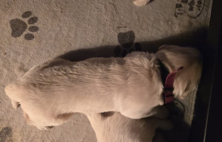 SASSY 2 WEEK PICS BURGANDY BEST