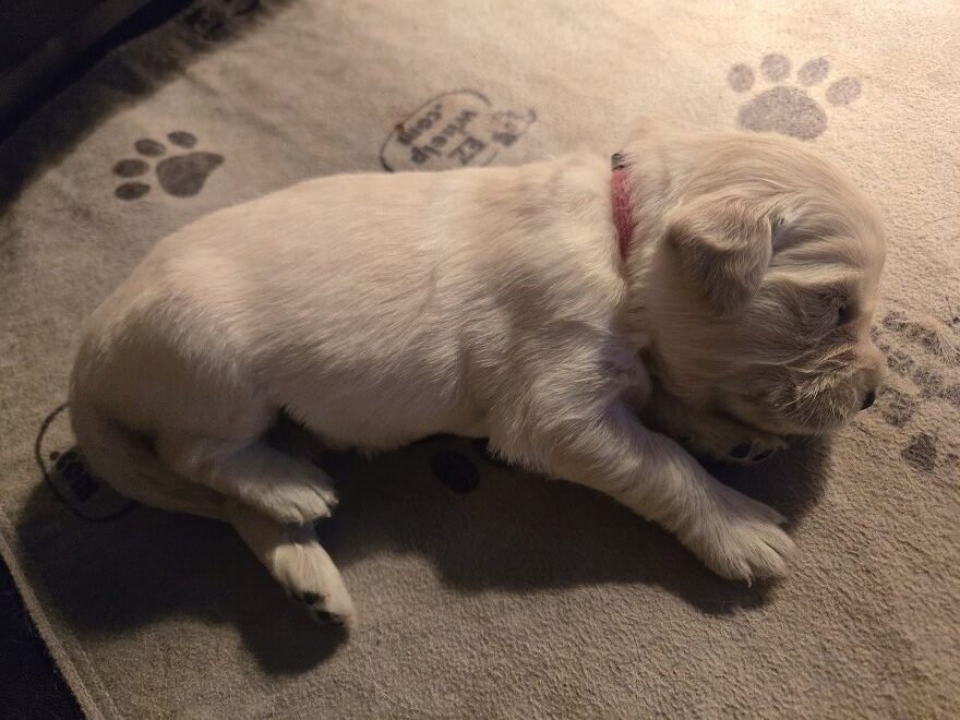 SASSY 2 WEEK PICS PINK BEST