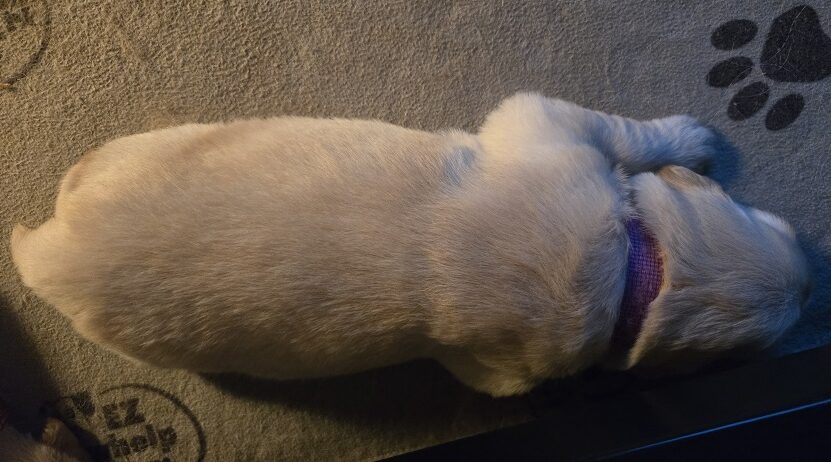 SASSY 2 WEEK PICS PURPLE BEST