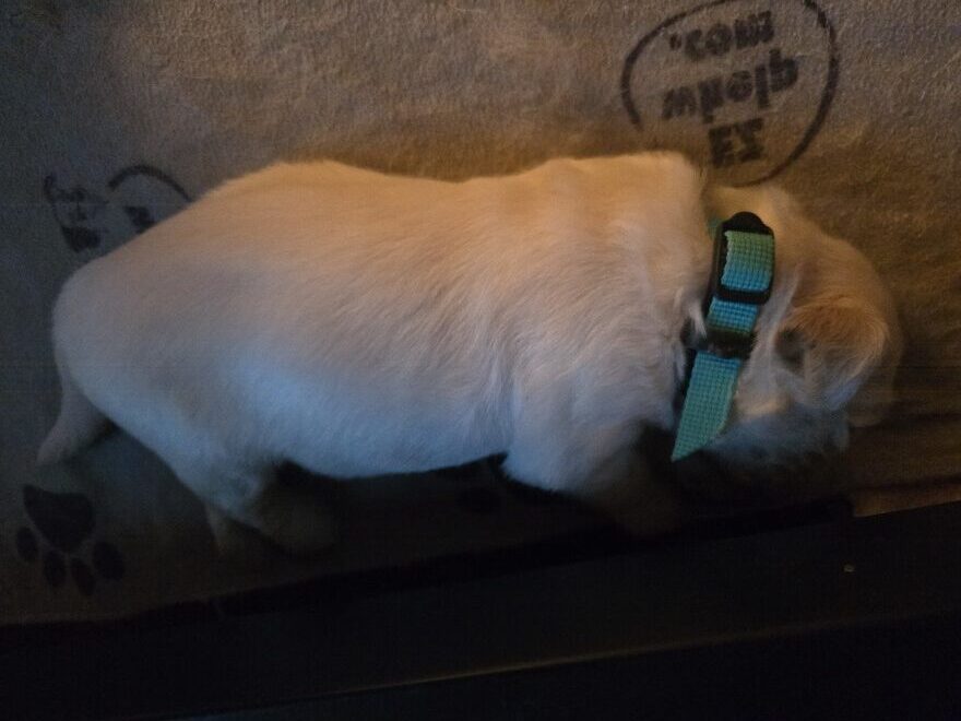 SASSY 2 WEEK PICS TEAL BEST