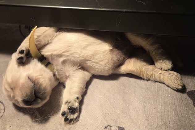 SASSY 2 WEEK PICS YELLOW BEST