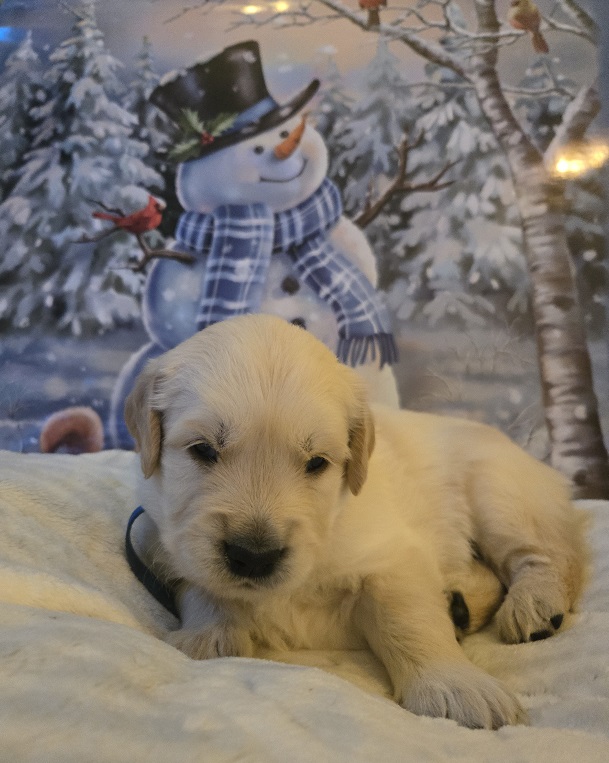 SASSY 3.5 WEEKS BLUE BEST