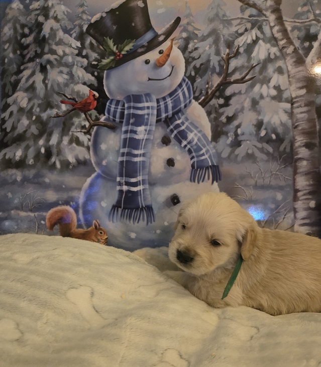 SASSY 3.5 WEEKS GREEN BEST