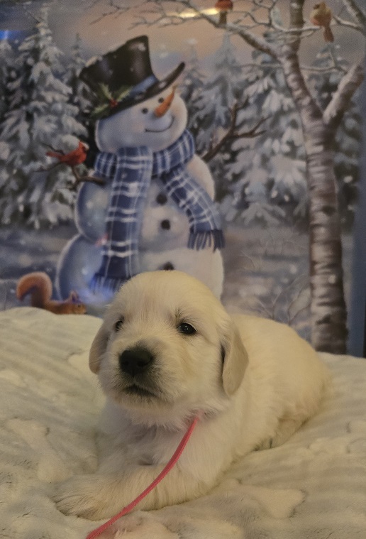 SASSY 3.5 WEEKS PINK BEST