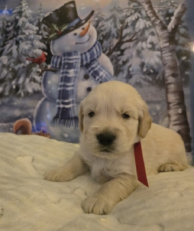 SASSY 3.5 WEEKS RED BEST