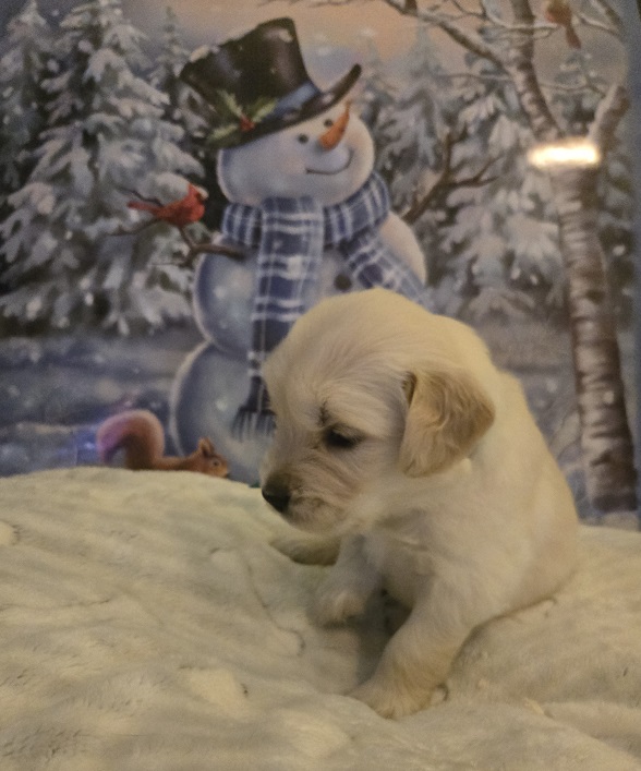 SASSY 3.5 WEEKS TEAL BEST