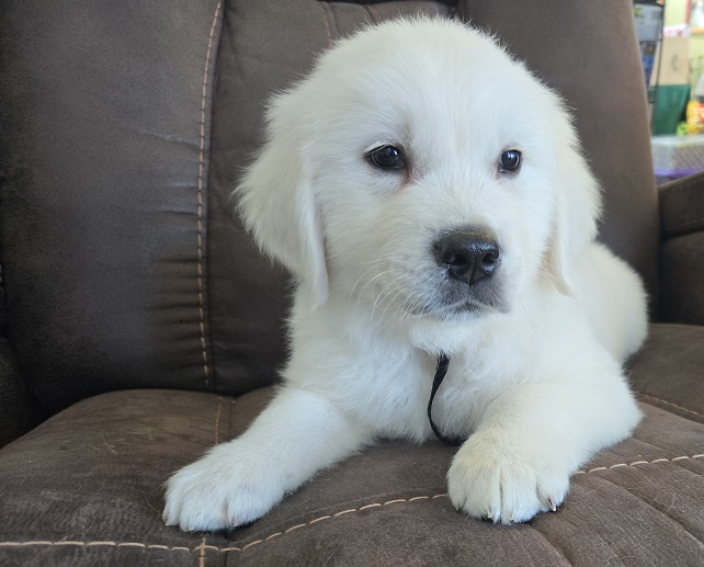 RUFFLES 2025 BLACK COLLAR BEST