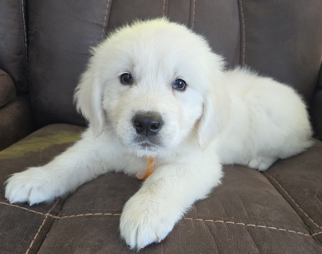 RUFFLES 2025 GOLD COLLAR BEST