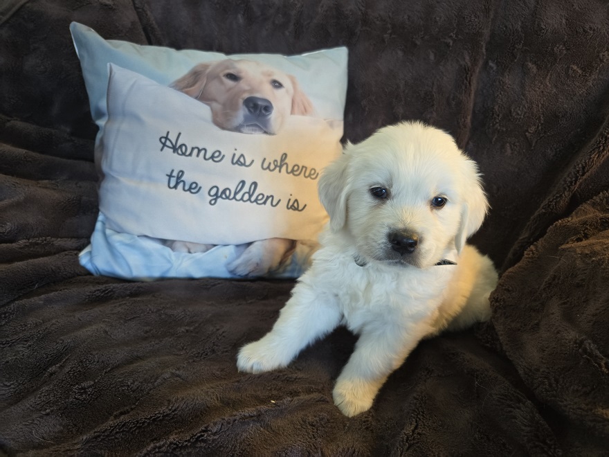 RUFFLES PUPS BLACK BEST