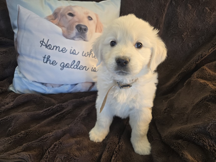 RUFFLES PUPS BROWN BEST