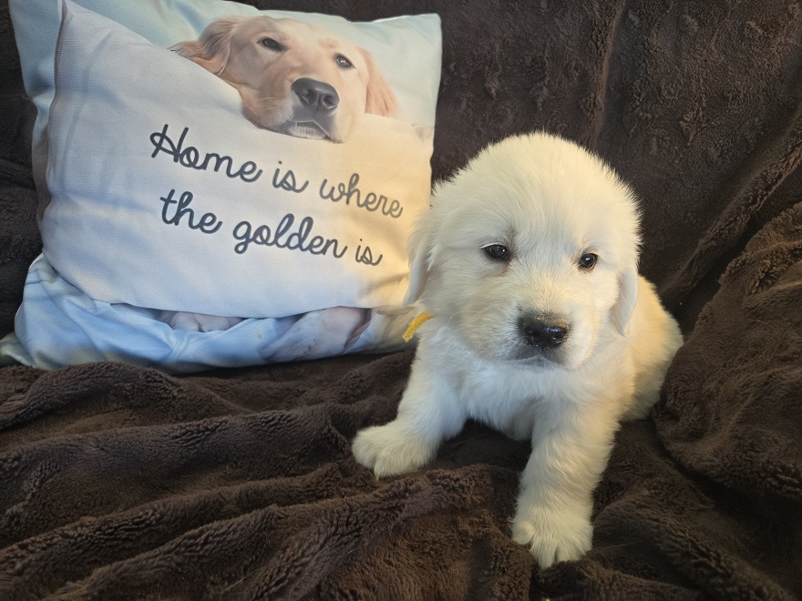 RUFFLES PUPS GOLD BEST