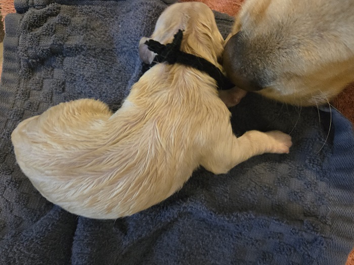 TROUBLES DAY 1 BLACK BEST