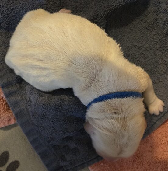 TROUBLES DAY 1 BLUE BEST