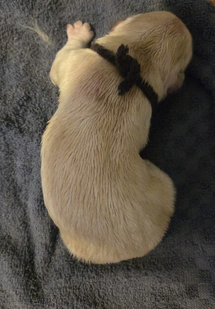 TROUBLES DAY 1 BROWN BEST