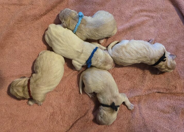 TROUBLES DAY 1 GROUP OF 5 BEST