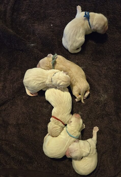 TROUBLES DAY 1 GROUP OF 6 BEST