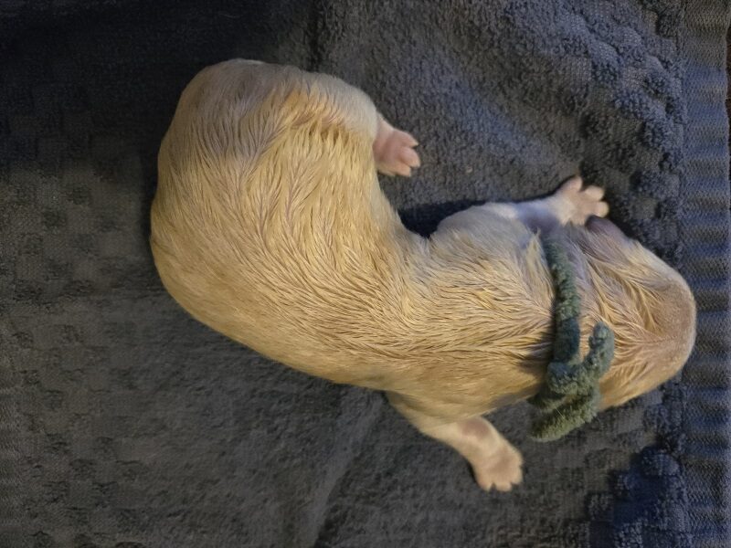 TROUBLES DAY 1 LIME BEST