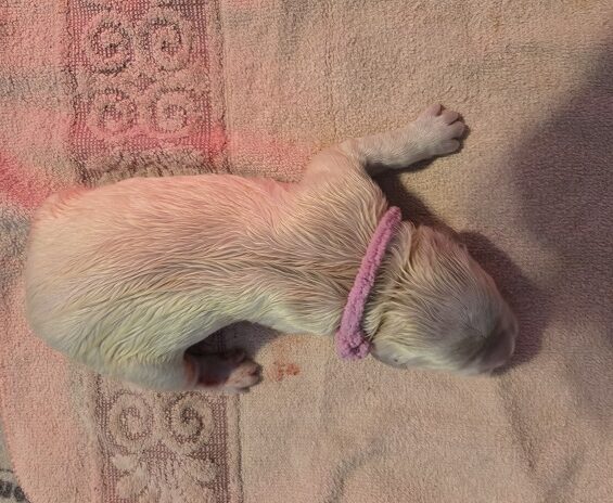 TROUBLES DAY 1 PINK BEST