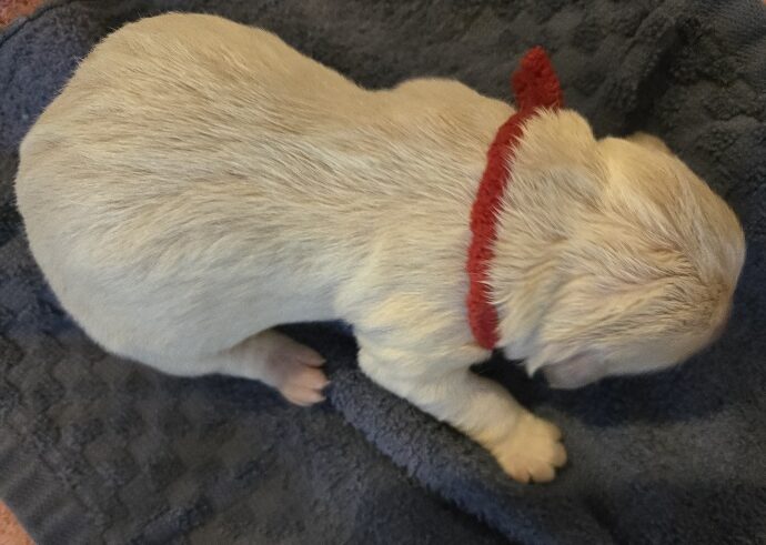 TROUBLES DAY 1 RED BEST