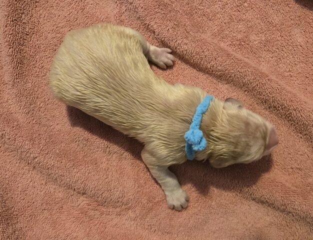 TROUBLES DAY 1 TEAL BEST