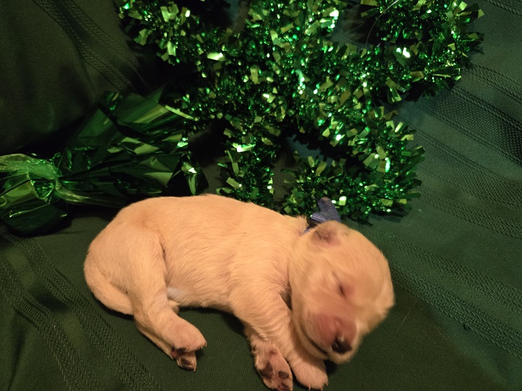 ASHLEY 1 WEEK BLUE BEST