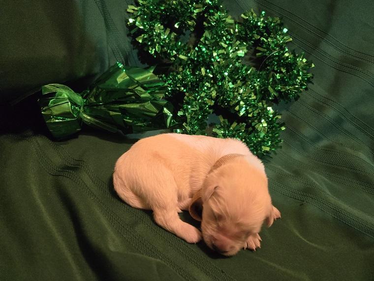 ASHLEY 1 WEEK BROWN BEST